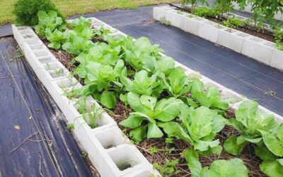 Seed Starting – Transplant or Direct Seed?