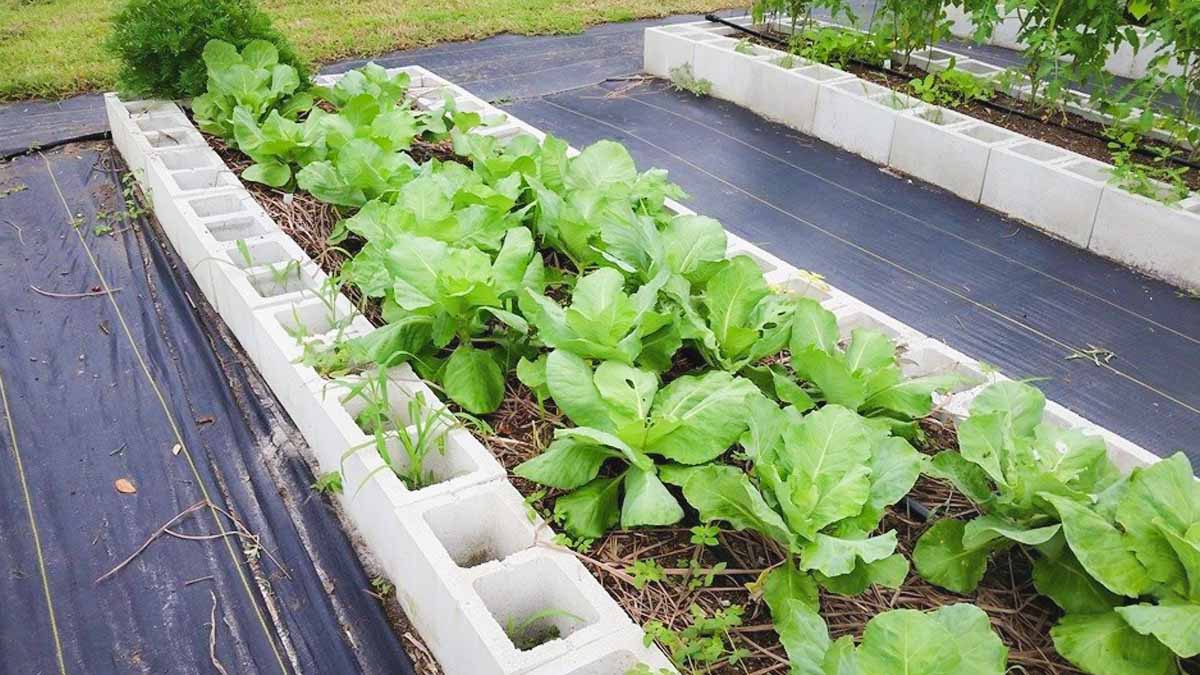 transplant or direct sow