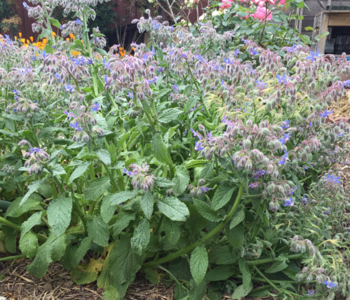 Borage