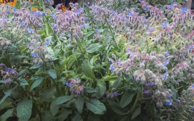 Growing Borage
