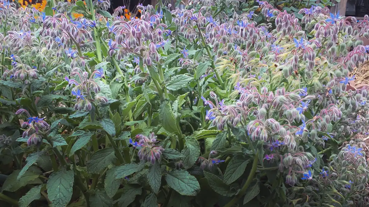 Growing Borage