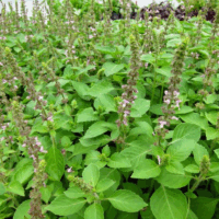 Blue Spice Basil
