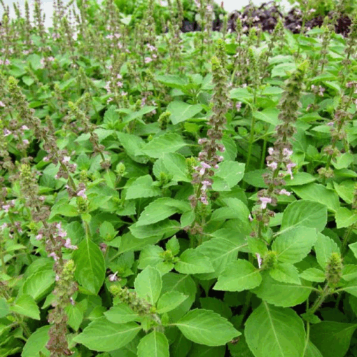 Blue Spice Basil