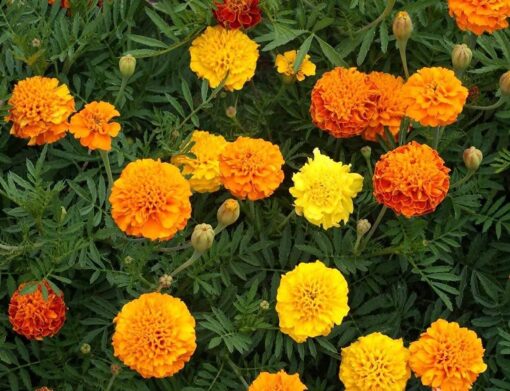 French Marigold Mix - Image 2