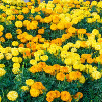 French Marigold Mix