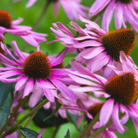Purple Coneflower (Echinacea)