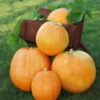 Big Max Pumpkins