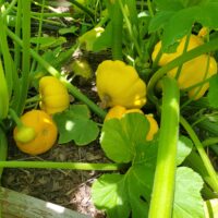 Yellow Scallop Squash