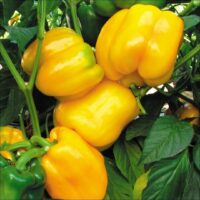 Canary Bell Sweet Pepper