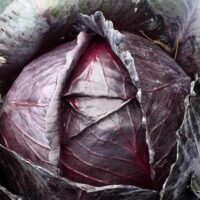 Red Acre Cabbage