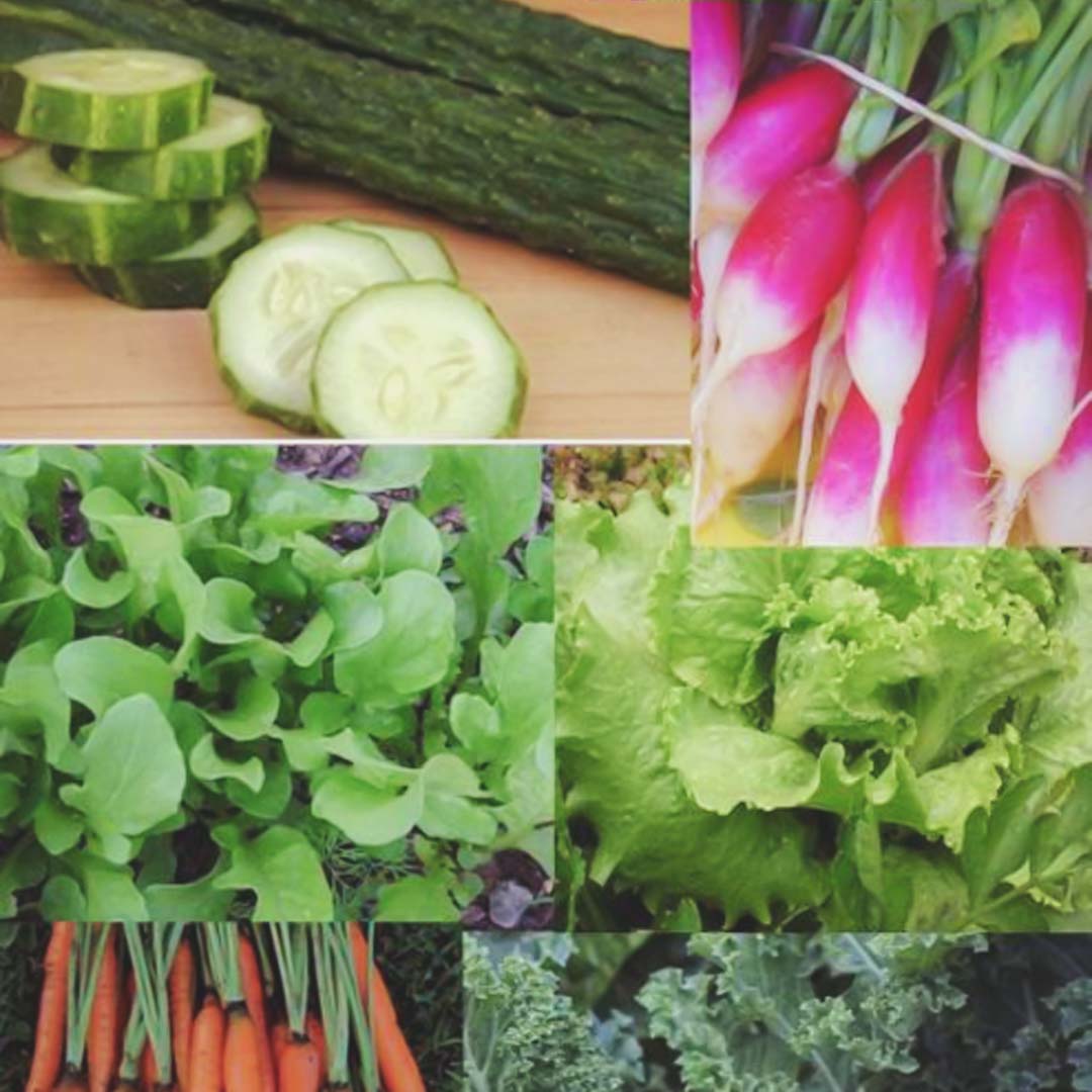 Lettuce, cucumber, radishes, and carrot varieties.