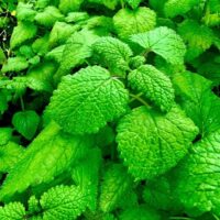 Lemon Balm