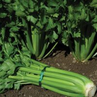 Utah Tall Celery