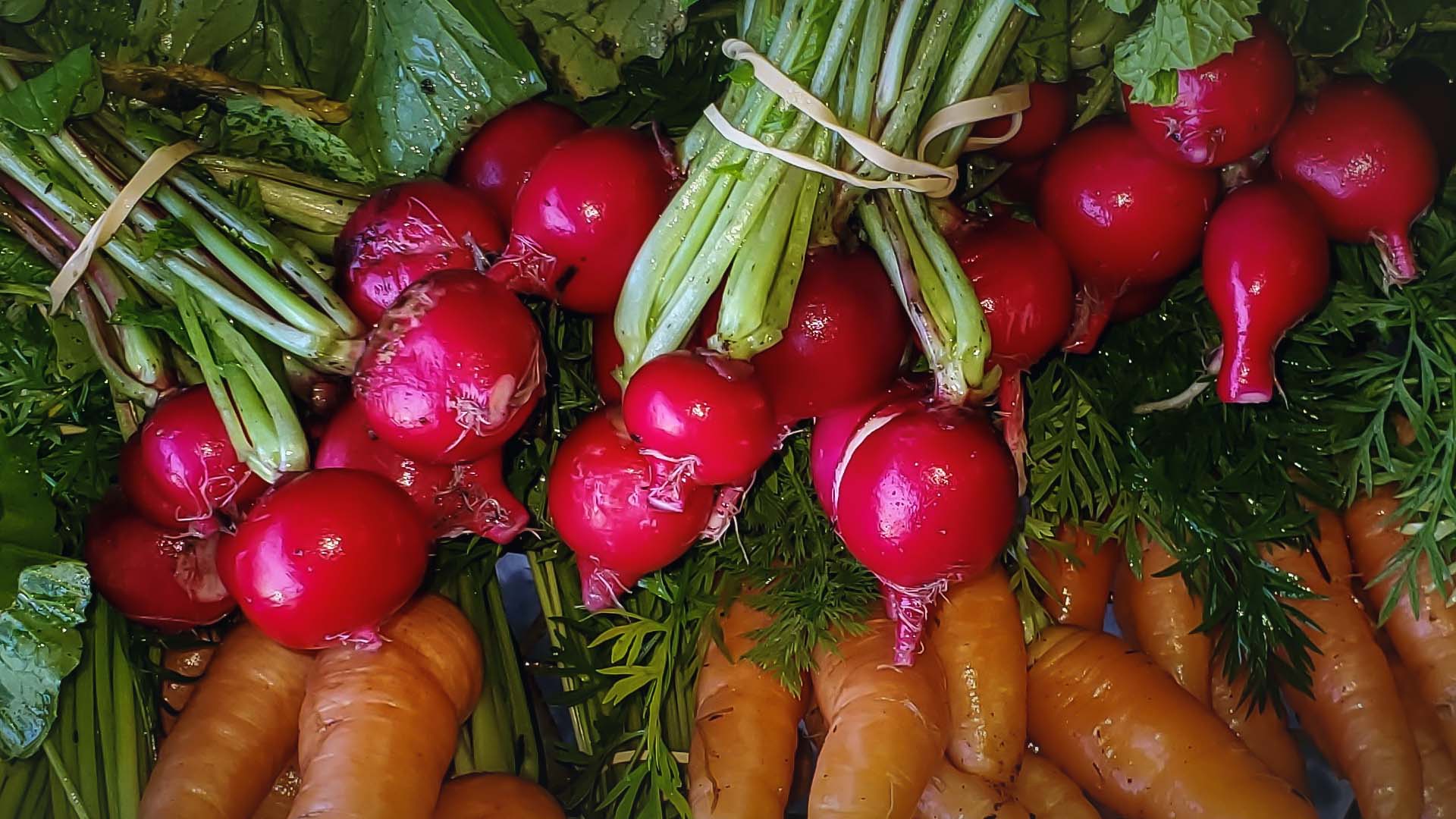 Heirloom Seeds for Southern Gardens