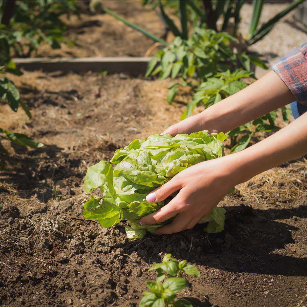 Picking lettuce from the garden.