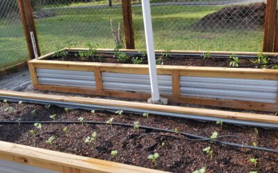 How to Direct Sow Seeds in Southern Gardens: A Complete Guide