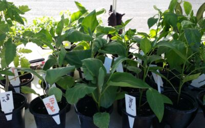 How to Harden Off Seedlings Before Planting Outdoors: A Complete Guide
