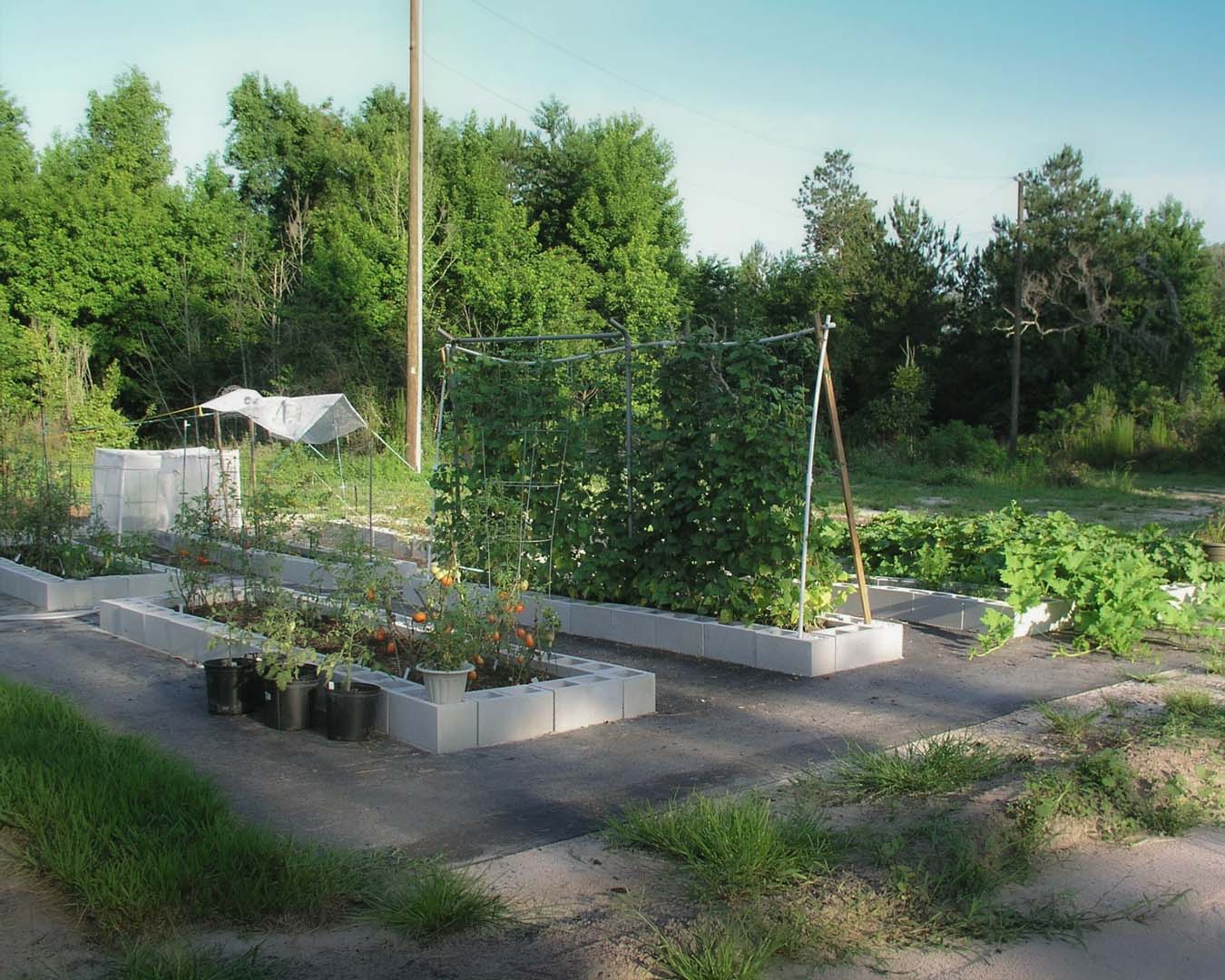 Early Southern Garden at Growin' Crazy Acres