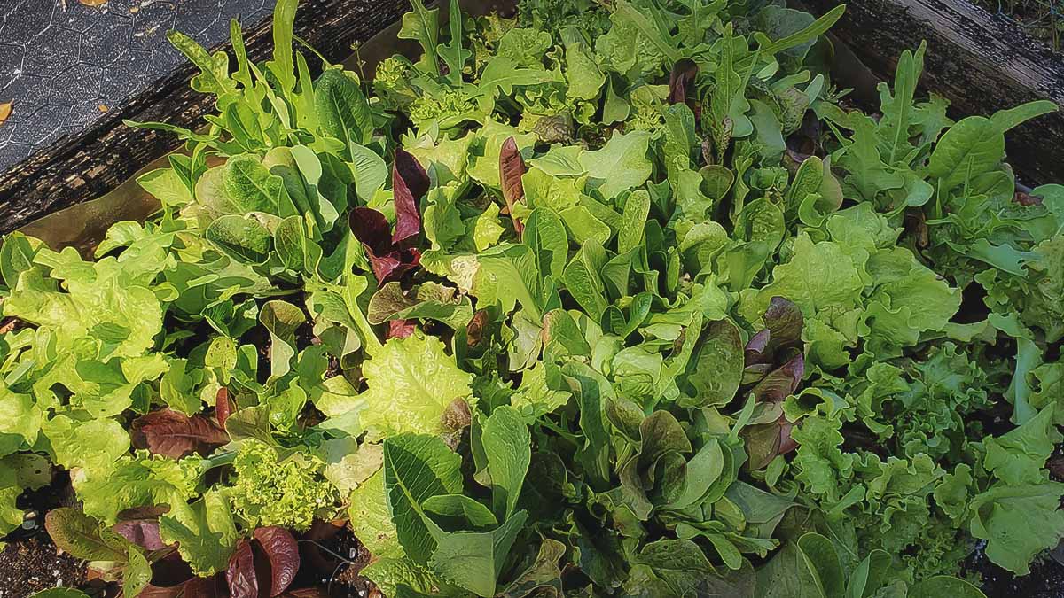 harvesting baby lettuce greens