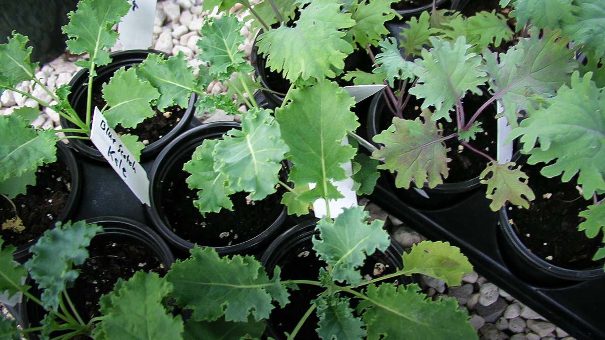 baby kale greens ready for harvest