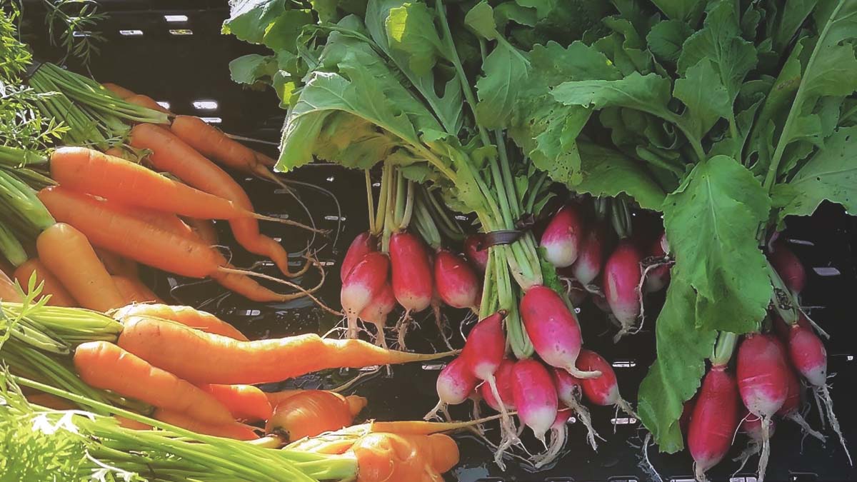 Basket of freshly harvested vegetables from a southern garden