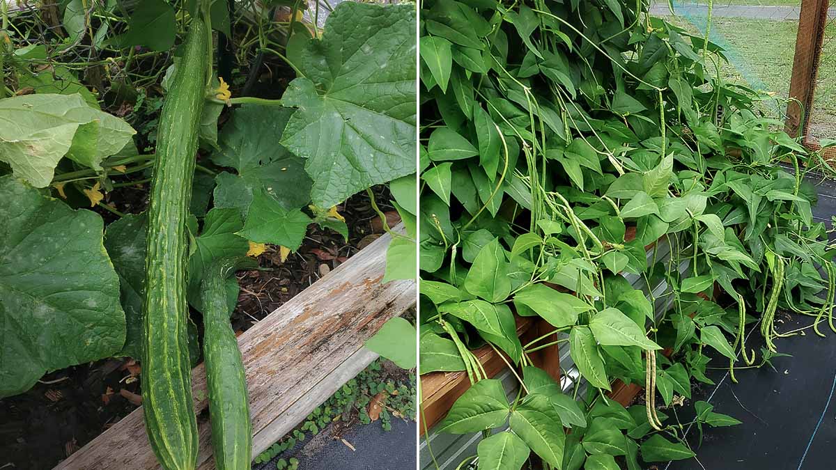 vegetable garden growing in southern summer heat