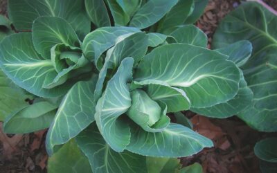 How to Grow Cabbage in Southern Gardens: A Complete Growing Guide