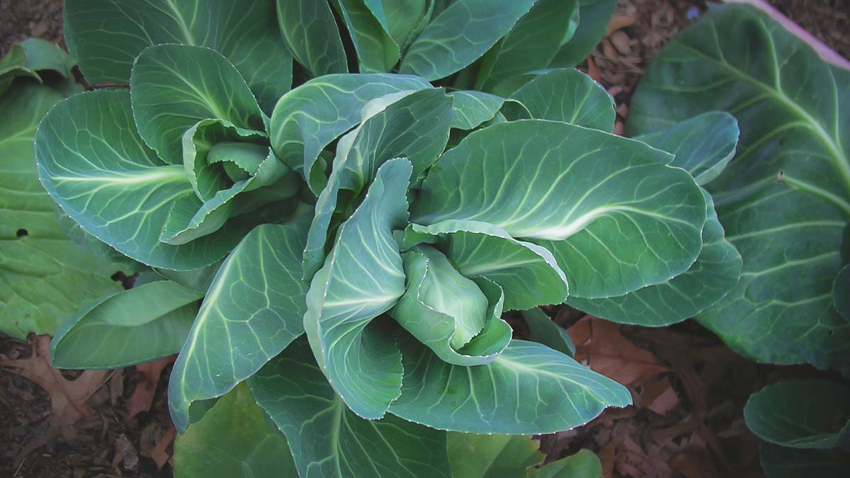 cabbage growing in southern garden
