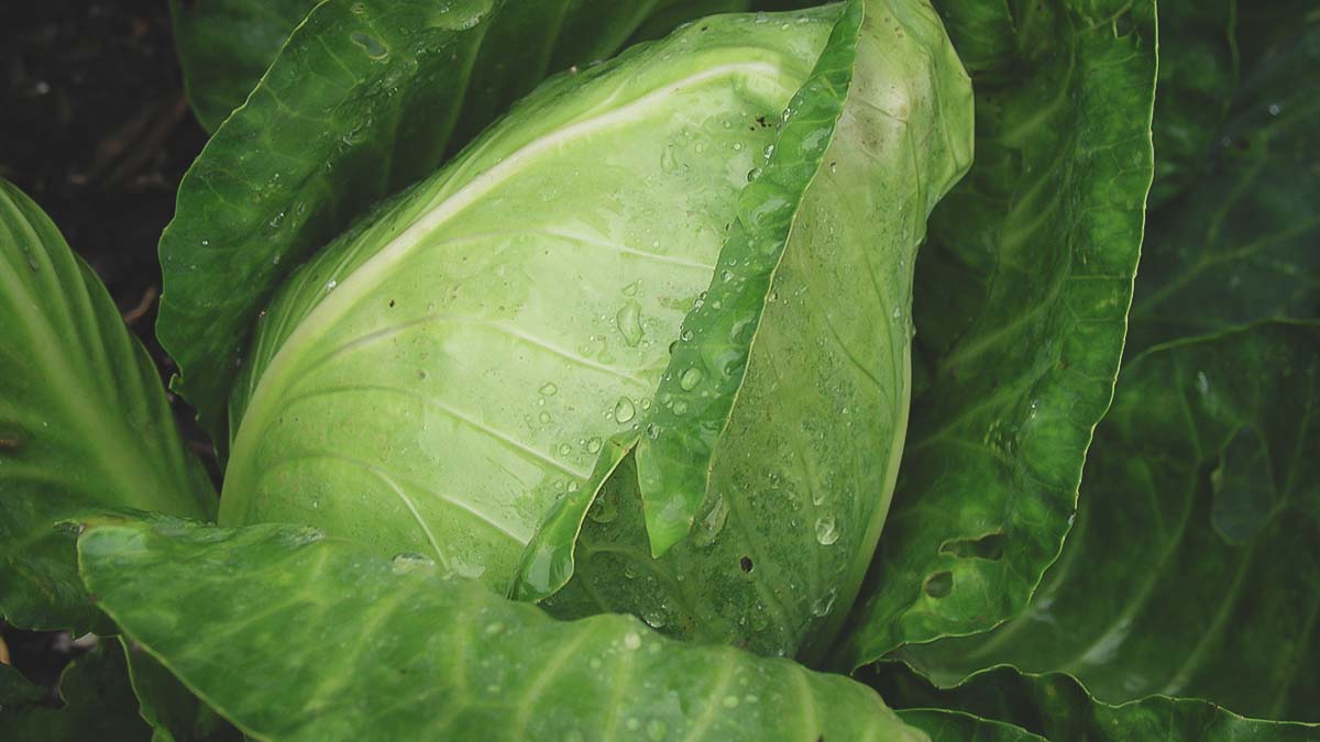cabbage head forming in garden bed
