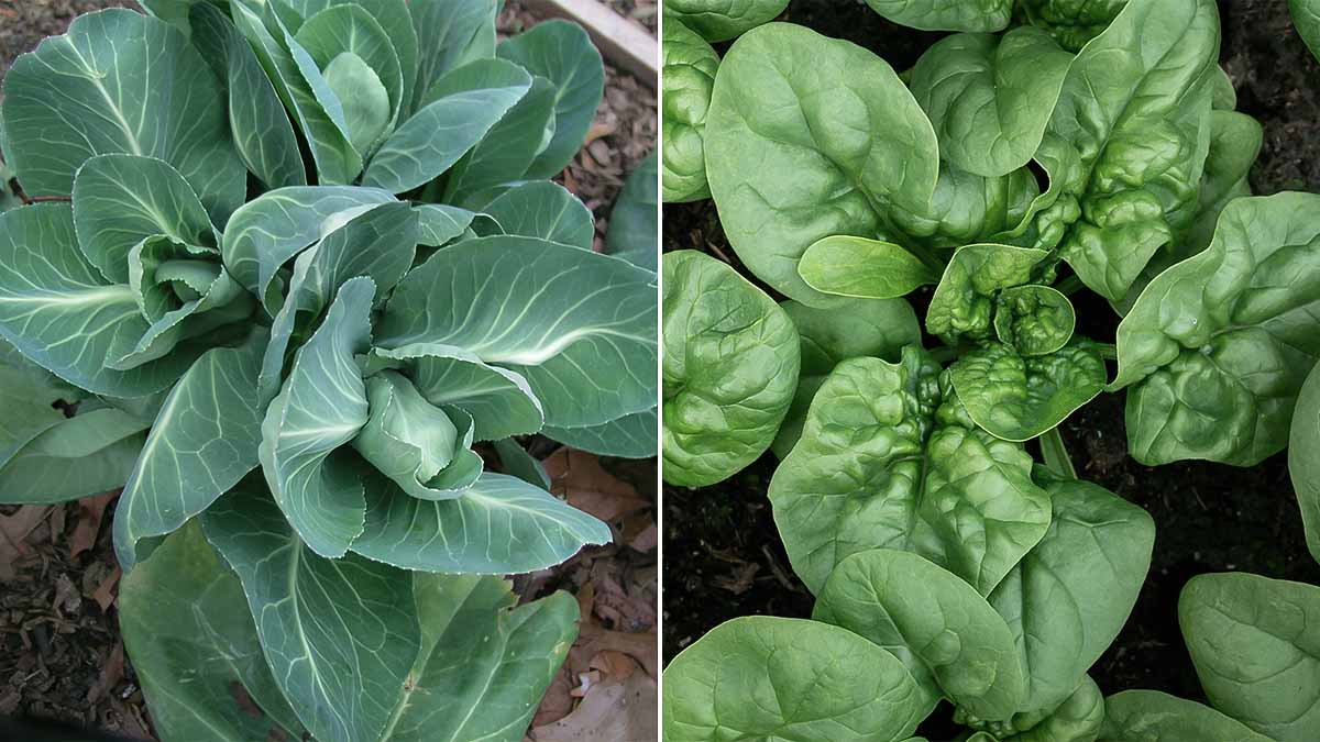 leafy greens growing in fall garden