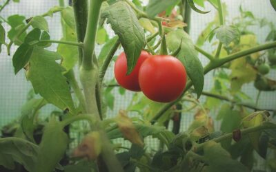 How to Grow Tomatoes in Southern Gardens | Tomato Growing Guide
