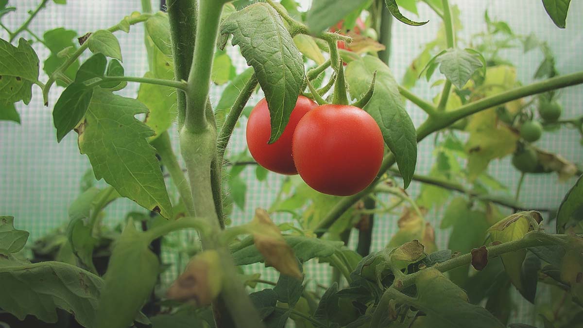 ripe tomatoes growing on vine in southern garden