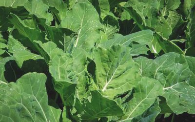How to Grow Collard Greens in Southern Gardens: A Complete Growing Guide
