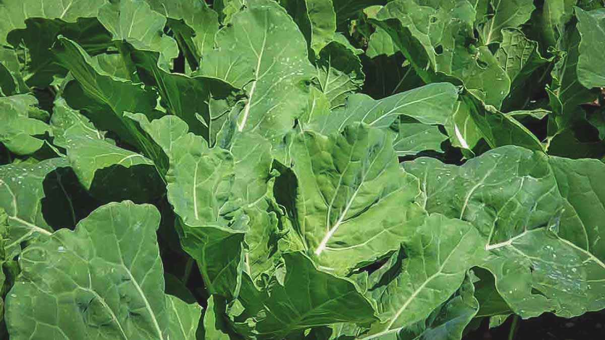 collard greens growing in southern garden