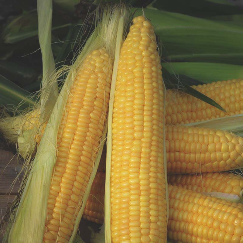 freshly harvested corn from home garden