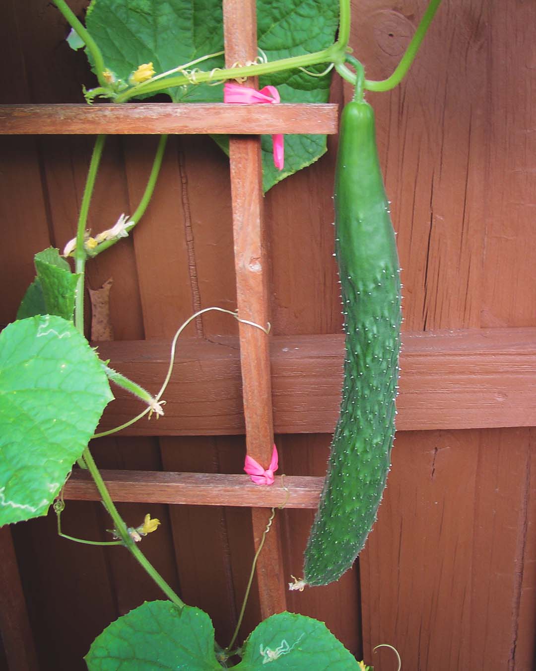 cucumber vine growing on garden trellis