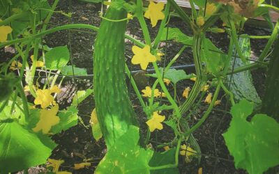 How to Grow Cucumbers in Southern Gardens: A Complete Growing Guide