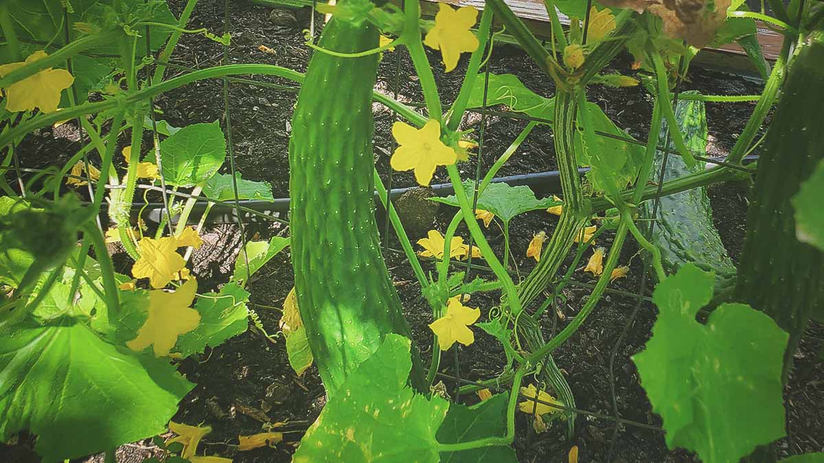 cucumbers growing in southern garden