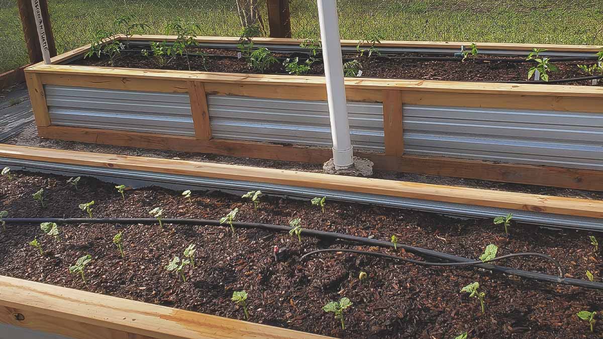 seedlings emerging from directly sown seeds