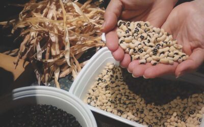How to Grow Southern Peas in Southern Gardens: A Complete Growing Guide