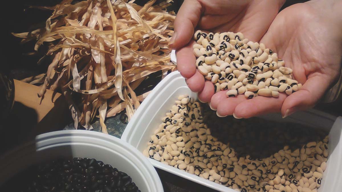 seeds for direct sow in southern garden