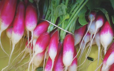 How to Grow Radishes in Southern Gardens: A Complete Growing Guide