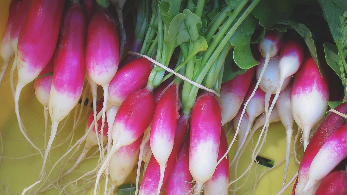 freshly harvested radishes from home garden