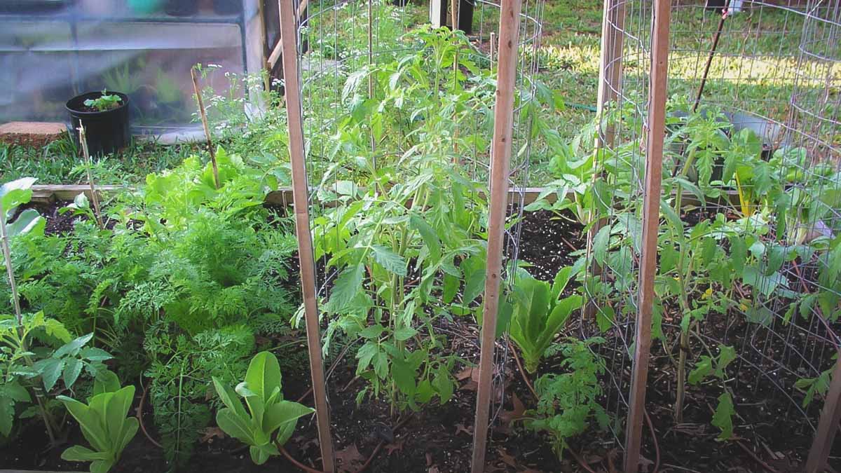 Southern Garden raised bed