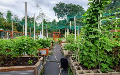 Southern Vegetable Planting Calendar, When to Plant Vegetables in the South