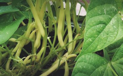 How to Grow Green Beans in Southern Gardens | Bean Growing Guide