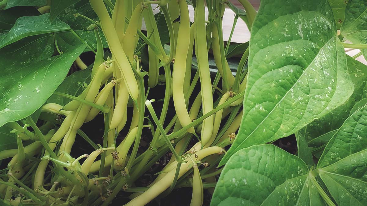 green beans growing in southern garden
