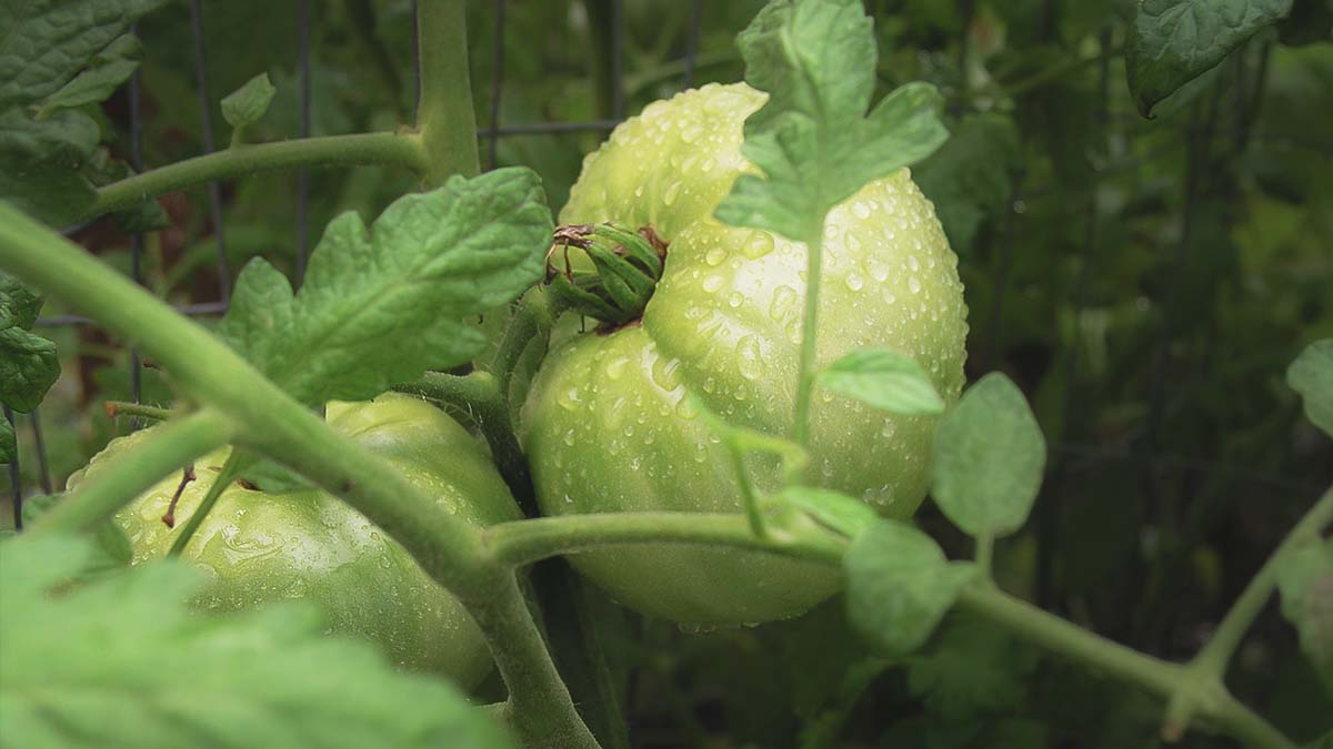 green tomatoes growing on tomato plant
