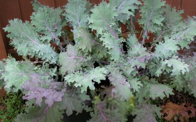 How to Grow Kale in Southern Gardens, A Complete Growing Guide