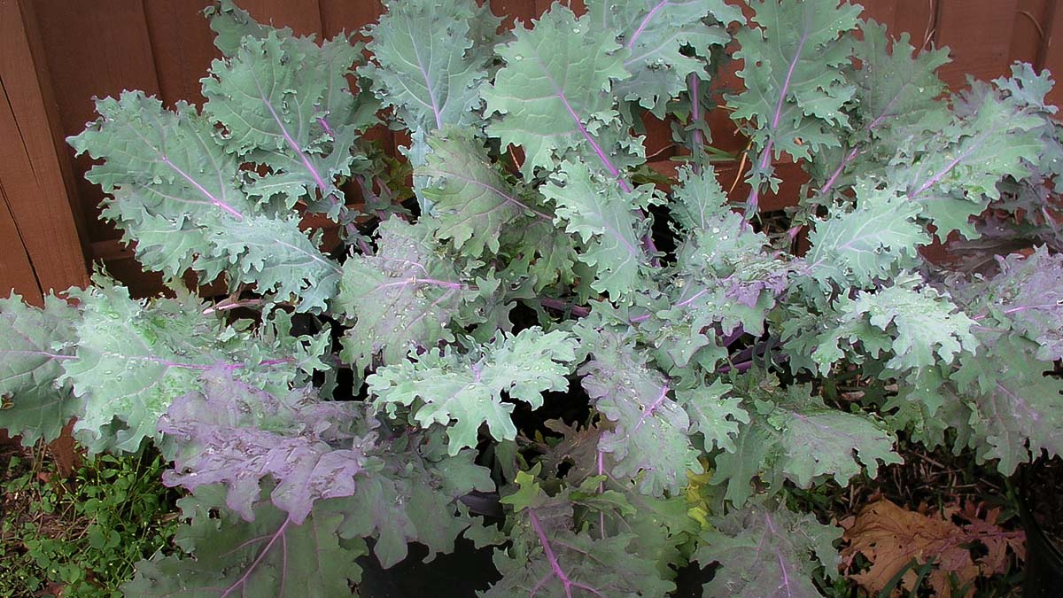 kale growing in southern vegetable garden